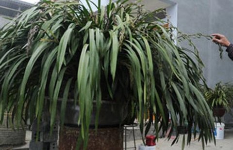Chậu hoa địa lan Trần Mộng có 100 cành đang chuẩn bị nở hoa của gia đình anh Nguyễn Văn Minh, ở tổ 2, thị trấn Sa Pa có giá bán hơn 50 triệu đồng.